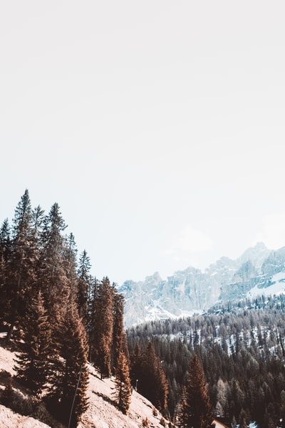 绿色和棕色叶树
